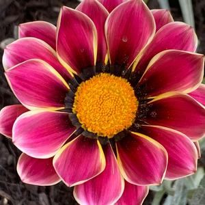 Meet your Posher, Lynett